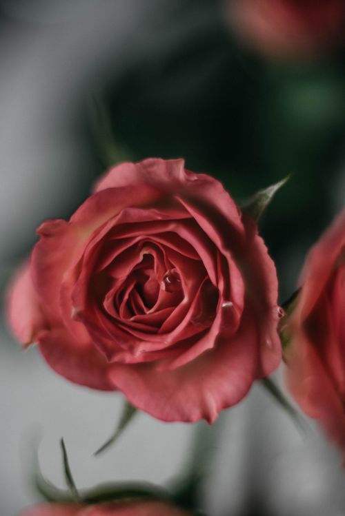 Free Beautiful close-up of a red rose in bloom showcasing delicate petals and lush colors. Stock Photo