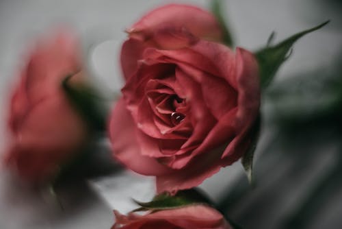 Close-up of Pink Roses 