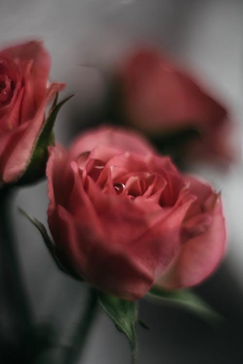 Close-up of Blooming Roses in Blur