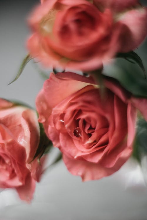 Close-up of Bouquet of Pink Roses