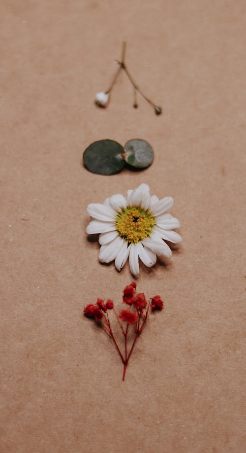 Foto profissional grátis de composição, delicado, flor