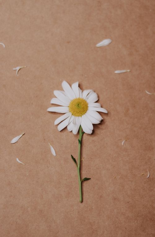 Free Single daisy flower with scattered petals on a textured brown background, highlighting nature's fragility. Stock Photo