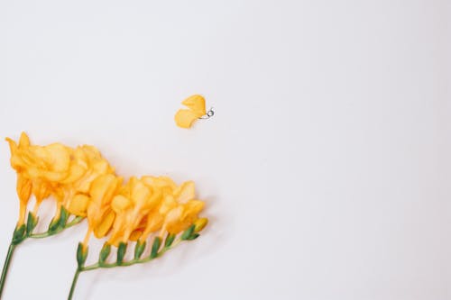 Gratis arkivbilde med blomsterblad, blomstret, dekorasjon