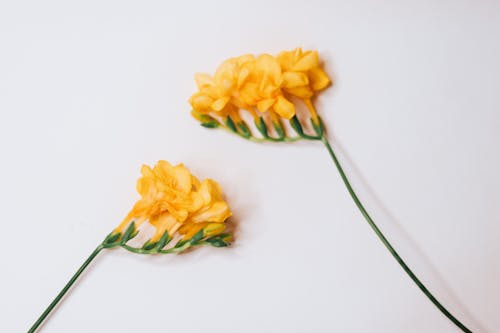 Yellow Wildflowers on White Studio Background