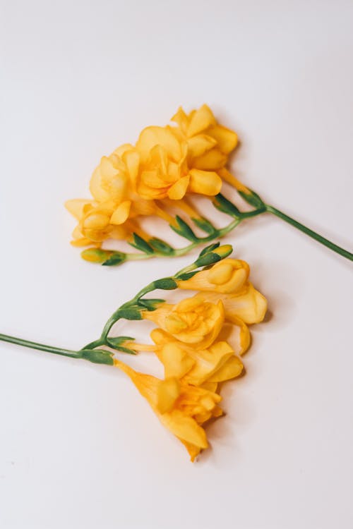 Foto d'estoc gratuïta de branquillons, delicat, flors grogues
