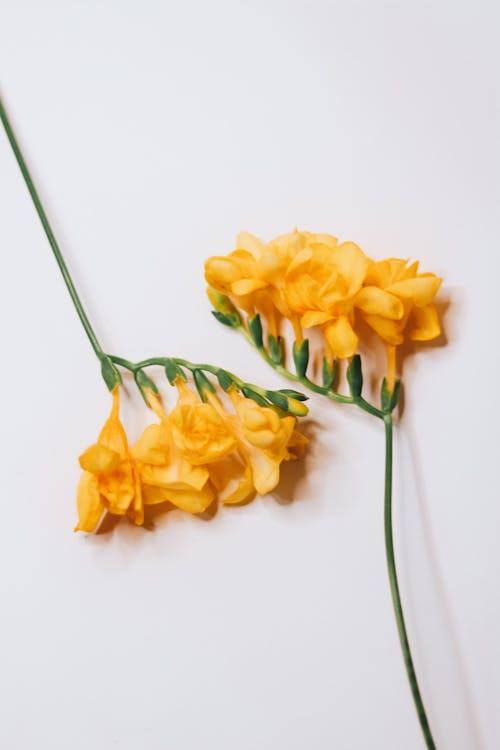 Yellow Freesia Flowers on White Background