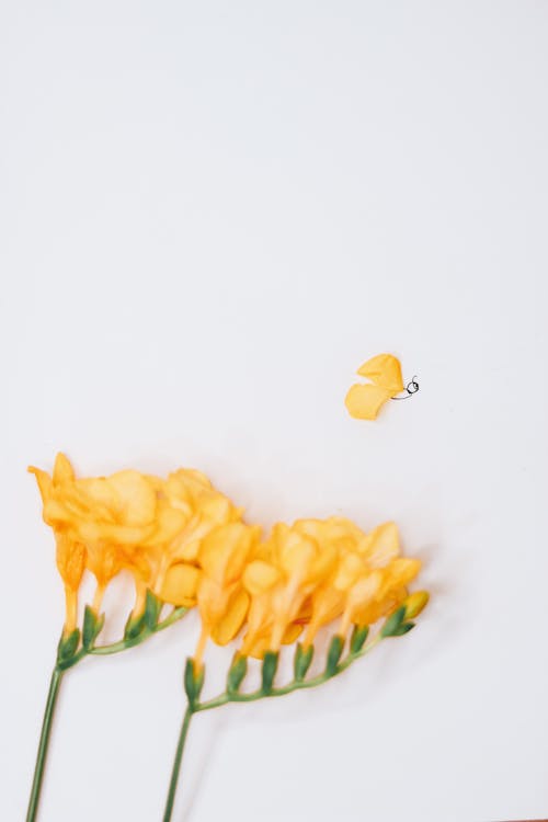 Yellow Flowers on White Background