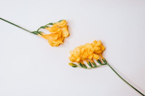 Yellow Flowers on Table