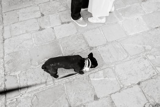 Black French Bulldog on a leash walking on urban pavement with people.