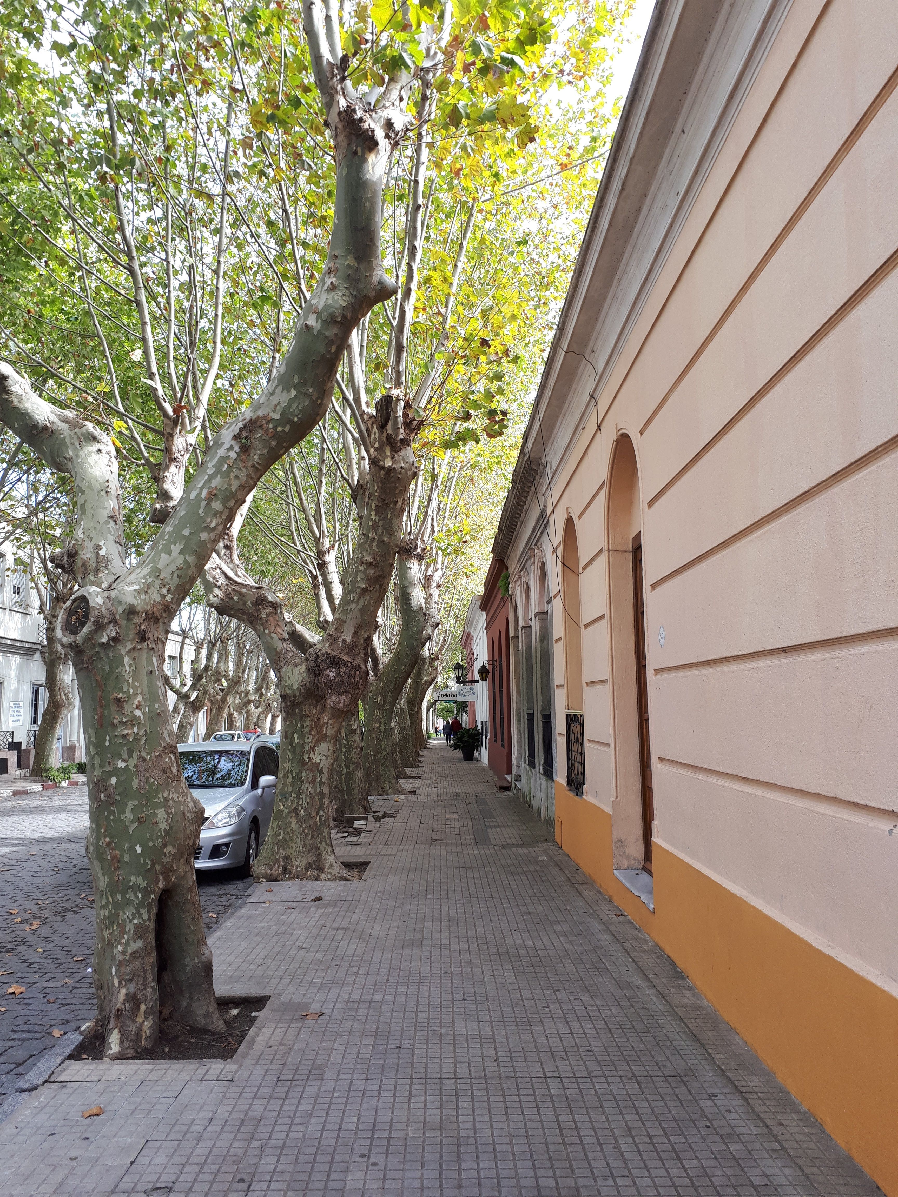 Peaceful urban street with tall trees lining the sidewalk, creating a serene environment.