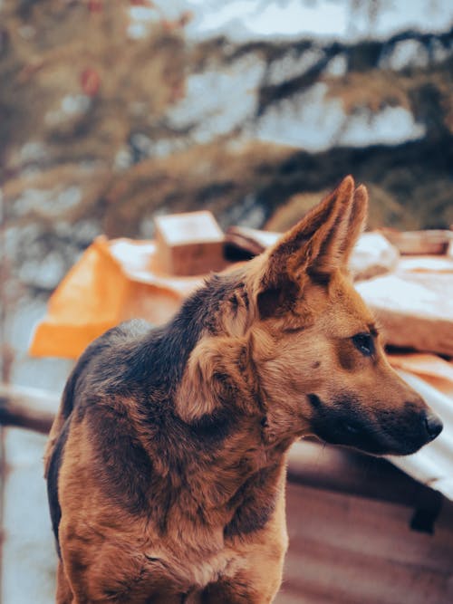 Portrait of a Dog Outdoors 