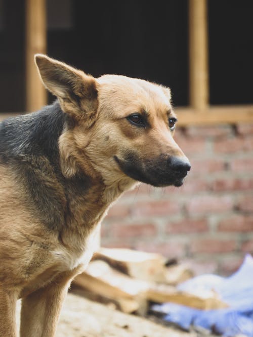 Portrait of a Dog Outdoors 