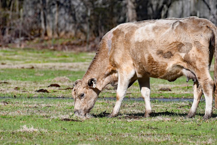 A Cow On A Farm 