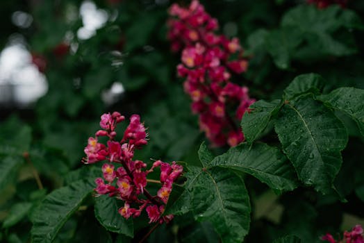 Close-up of pink blossoms and green leaves covered in dew drops, showcasing nature's beauty.
