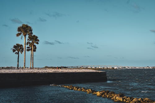 View of Palm Trees on the Shore and the Bridge of Lions in St. Augustine, Florida, USA