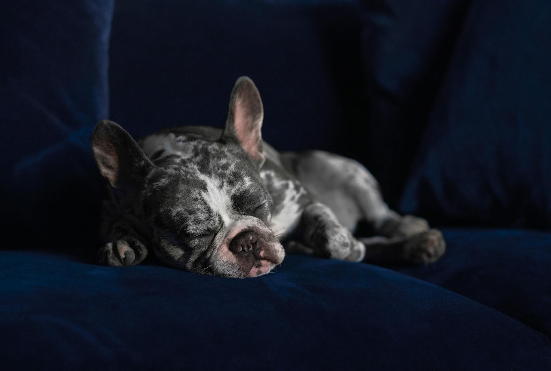 Merle Fluffy Frenchie for sale