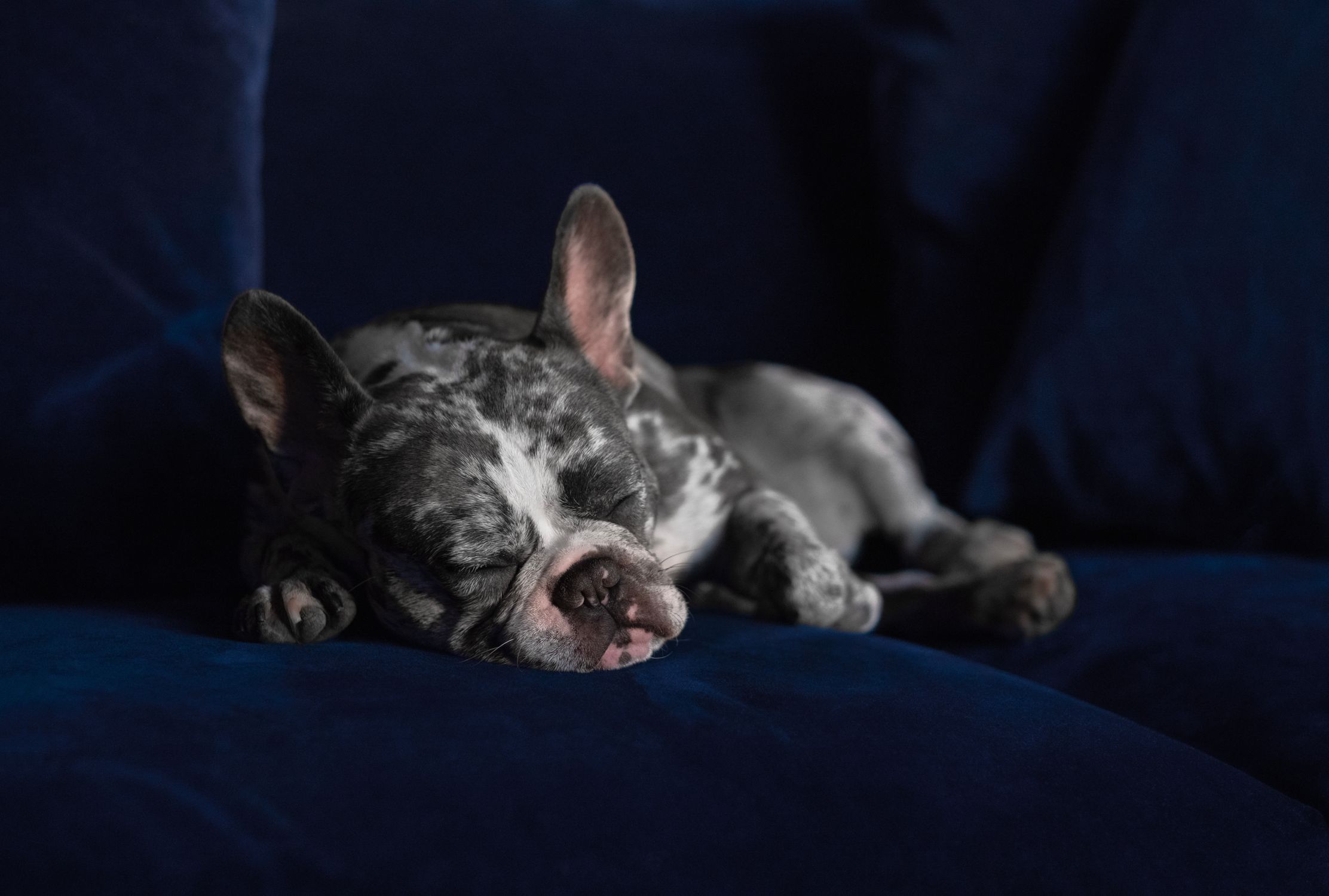 Cute merle French Bulldog puppy sleeping on a dark blue sofa indoors