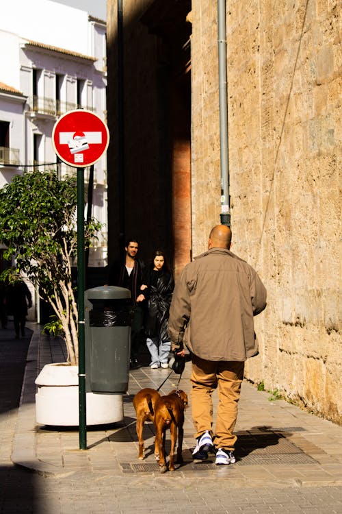 Man Walking Dogs in City Street