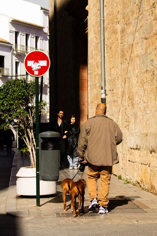Free Man walking two dogs past a street sign in sunny Valencia, Spain. Urban lifestyle scene. Stock Photo