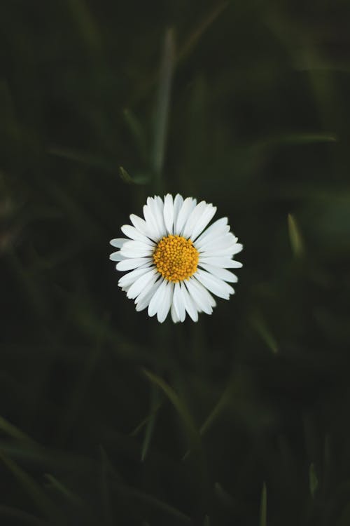 Fotobanka s bezplatnými fotkami na tému biela, flóra, harmanček