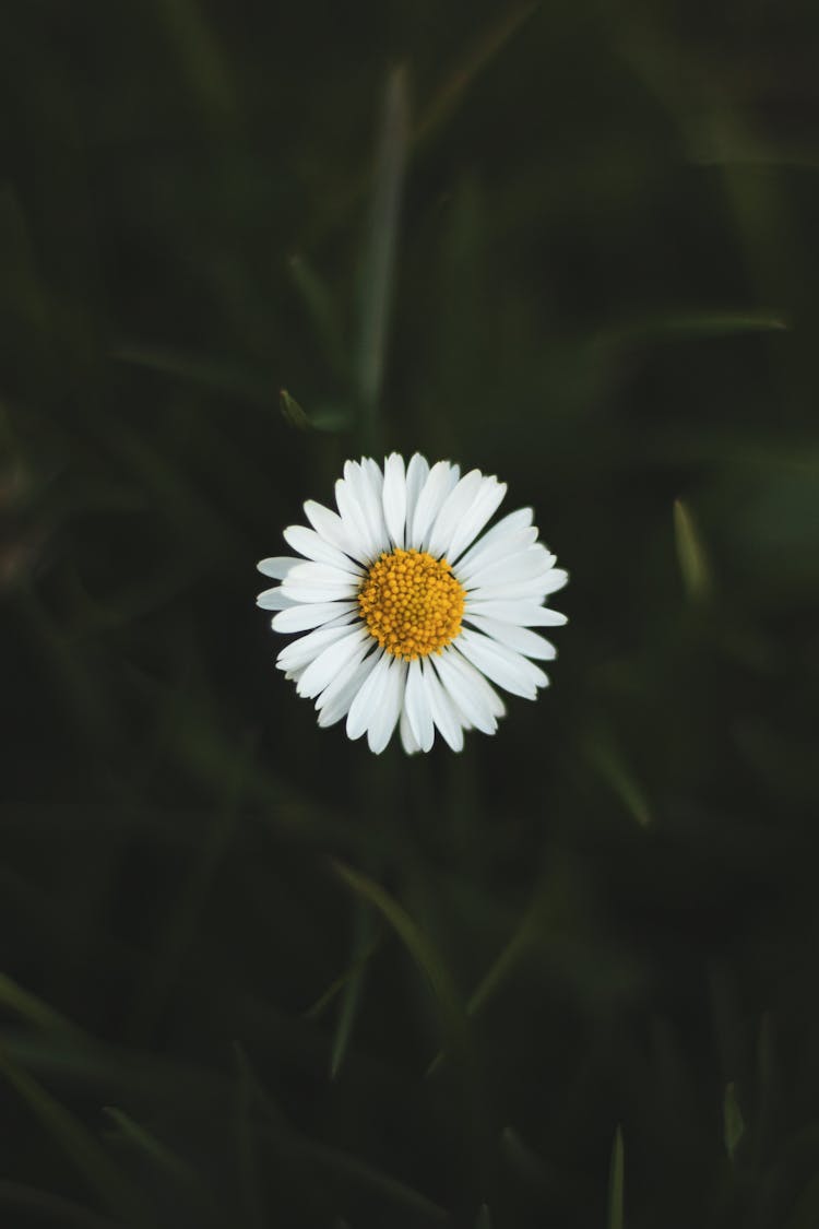 Chamomile Flower Head On A Dark Background