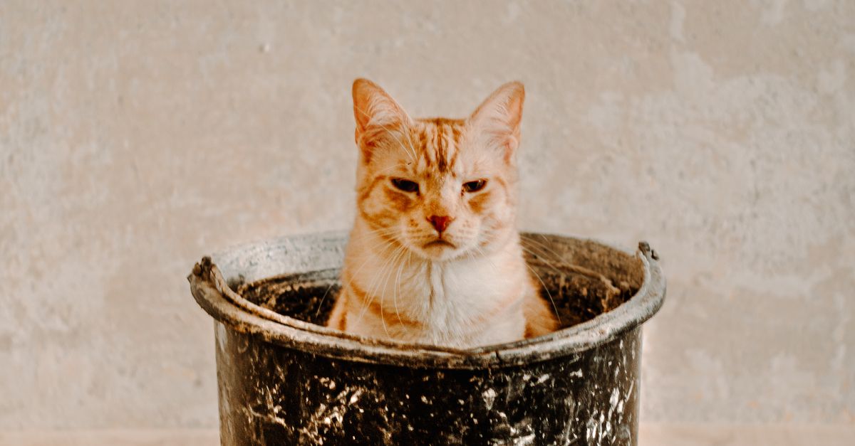 Cat in Bucket · Free Stock Photo