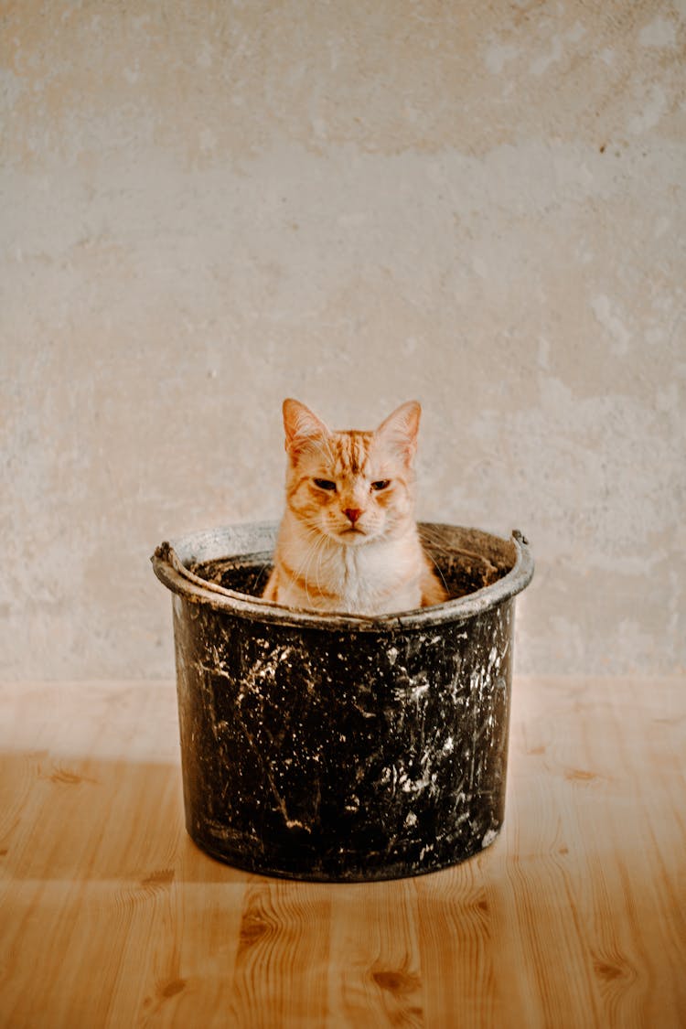 Cat In Bucket