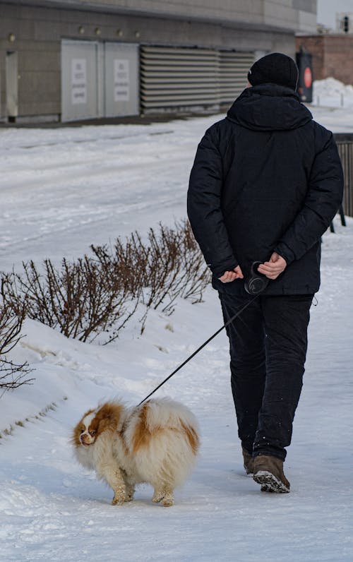 Ilmainen kuvapankkikuva tunnisteilla eläin, hihna, jalkakäytävä