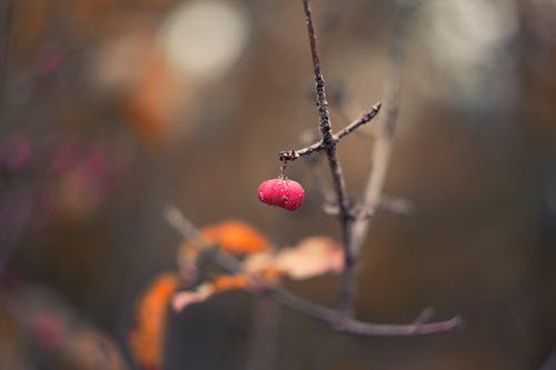 Gratis stockfoto met bes, close-up focus, herfst