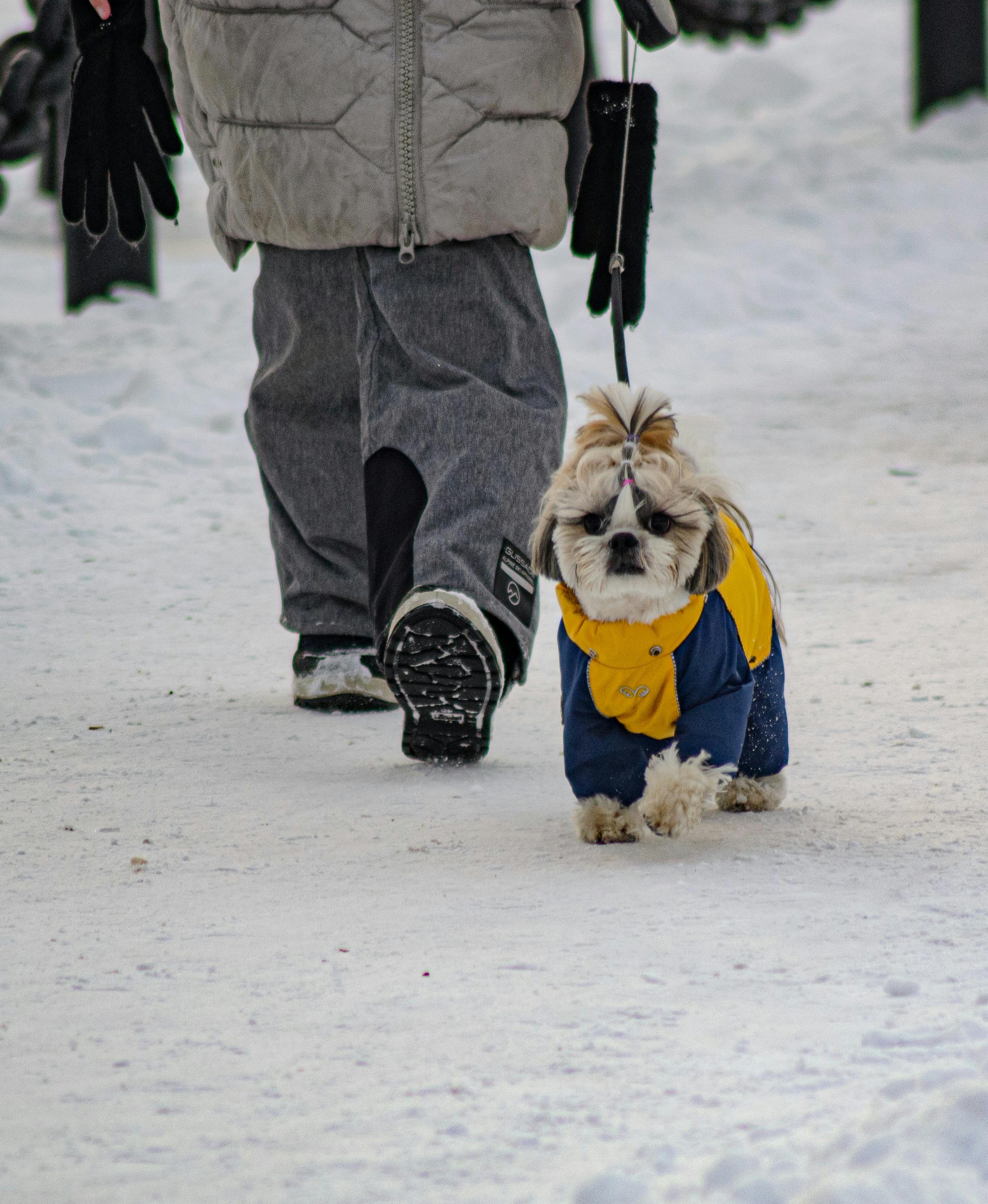 legs of a person walking a dog wearing a pet jacket