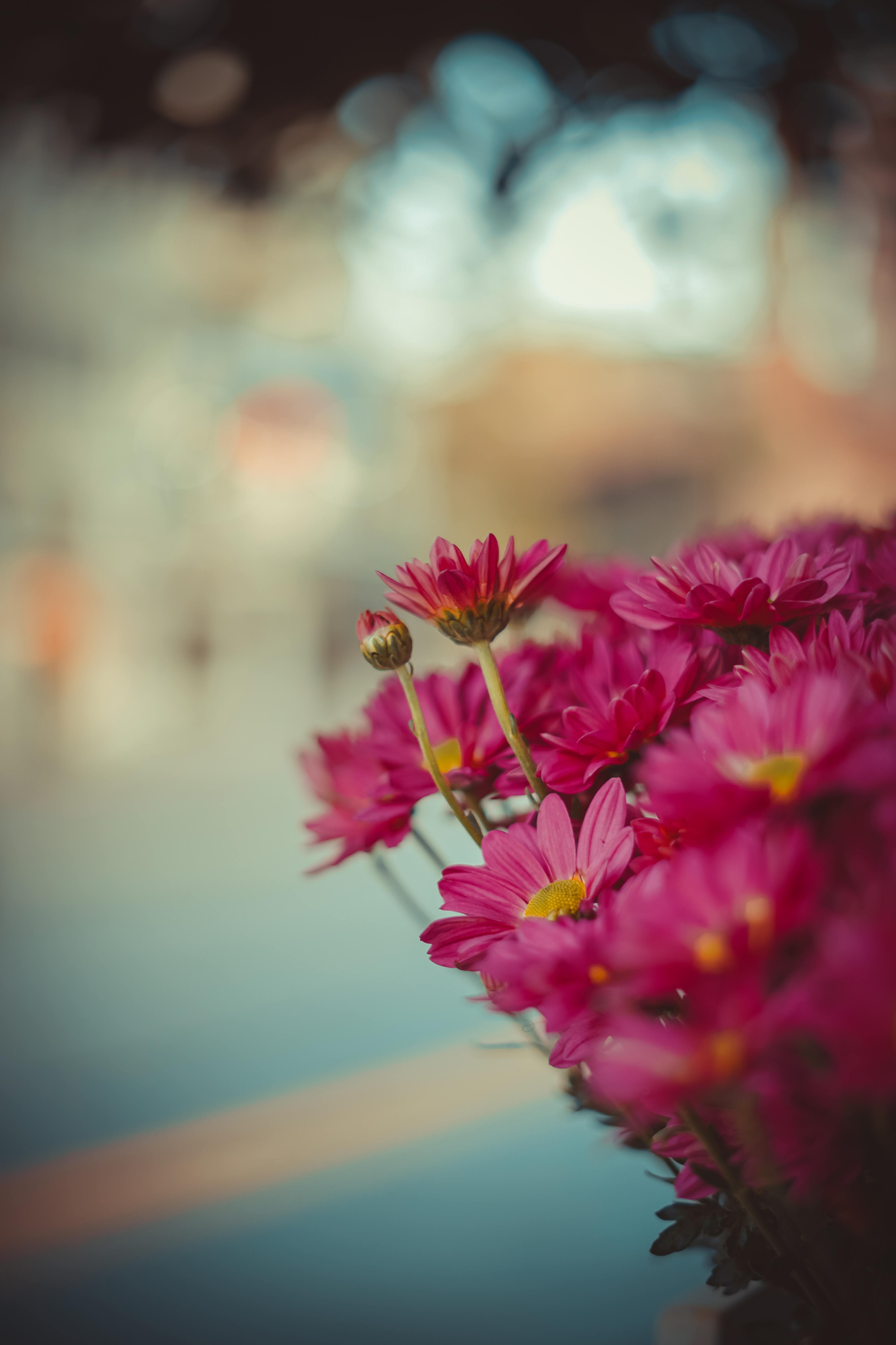 close up of pink petals