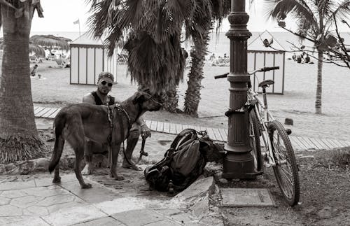 개, 남자, 동물의 무료 스톡 사진