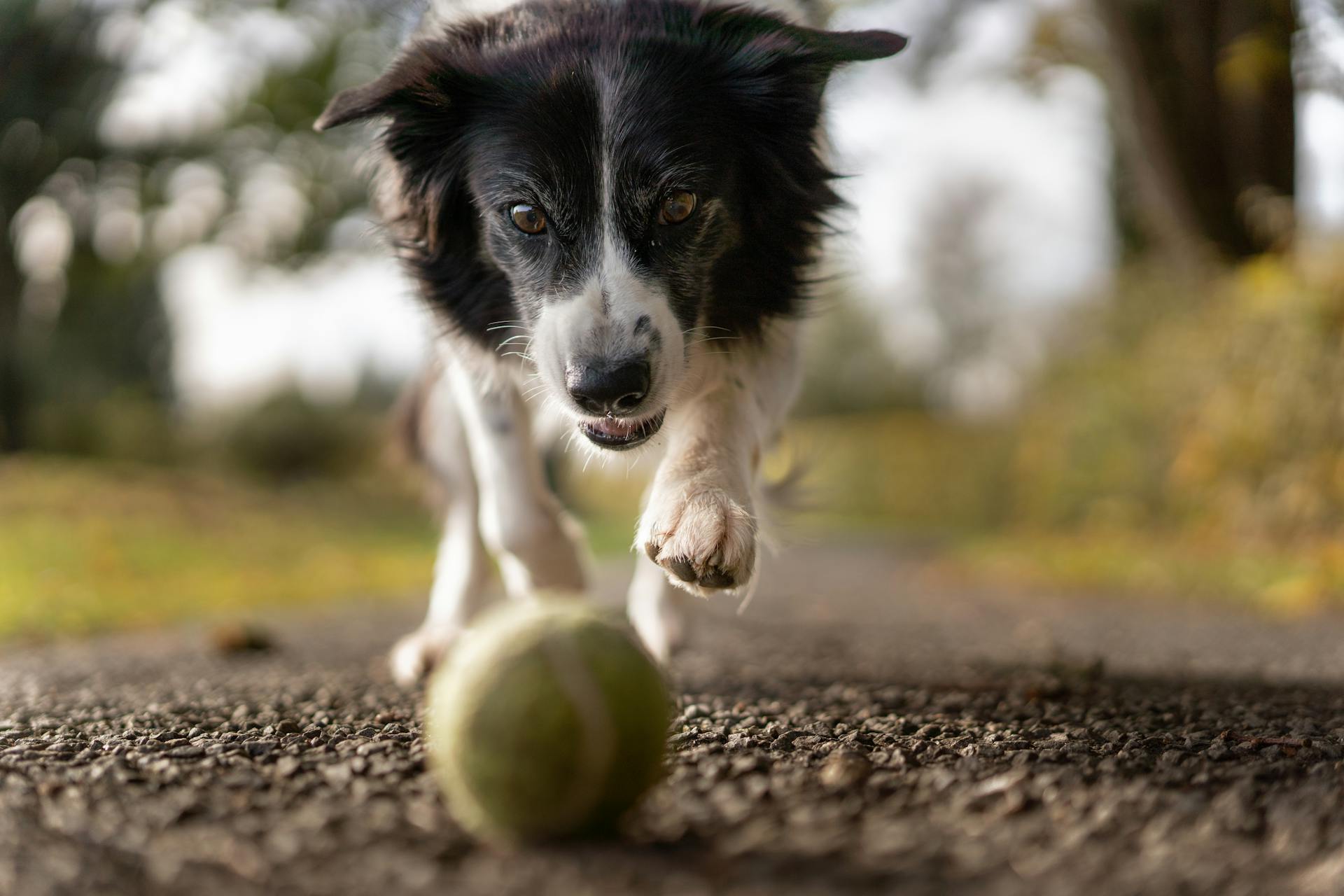 Fotografi av hund som jagar bollen