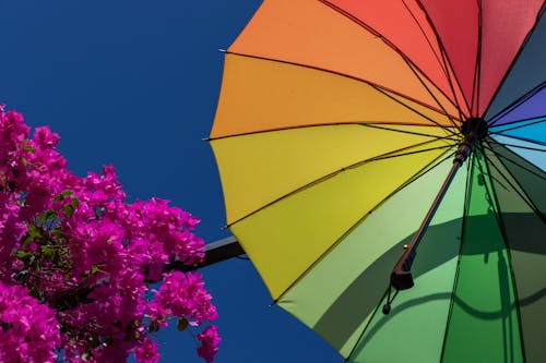 Foto d'estoc gratuïta de arbre en flor, bell cel, color rosa