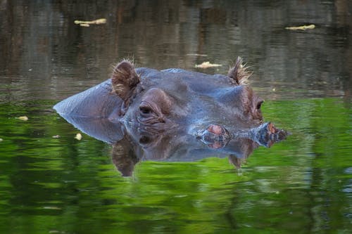Photo of a Hippopotamus in Water 