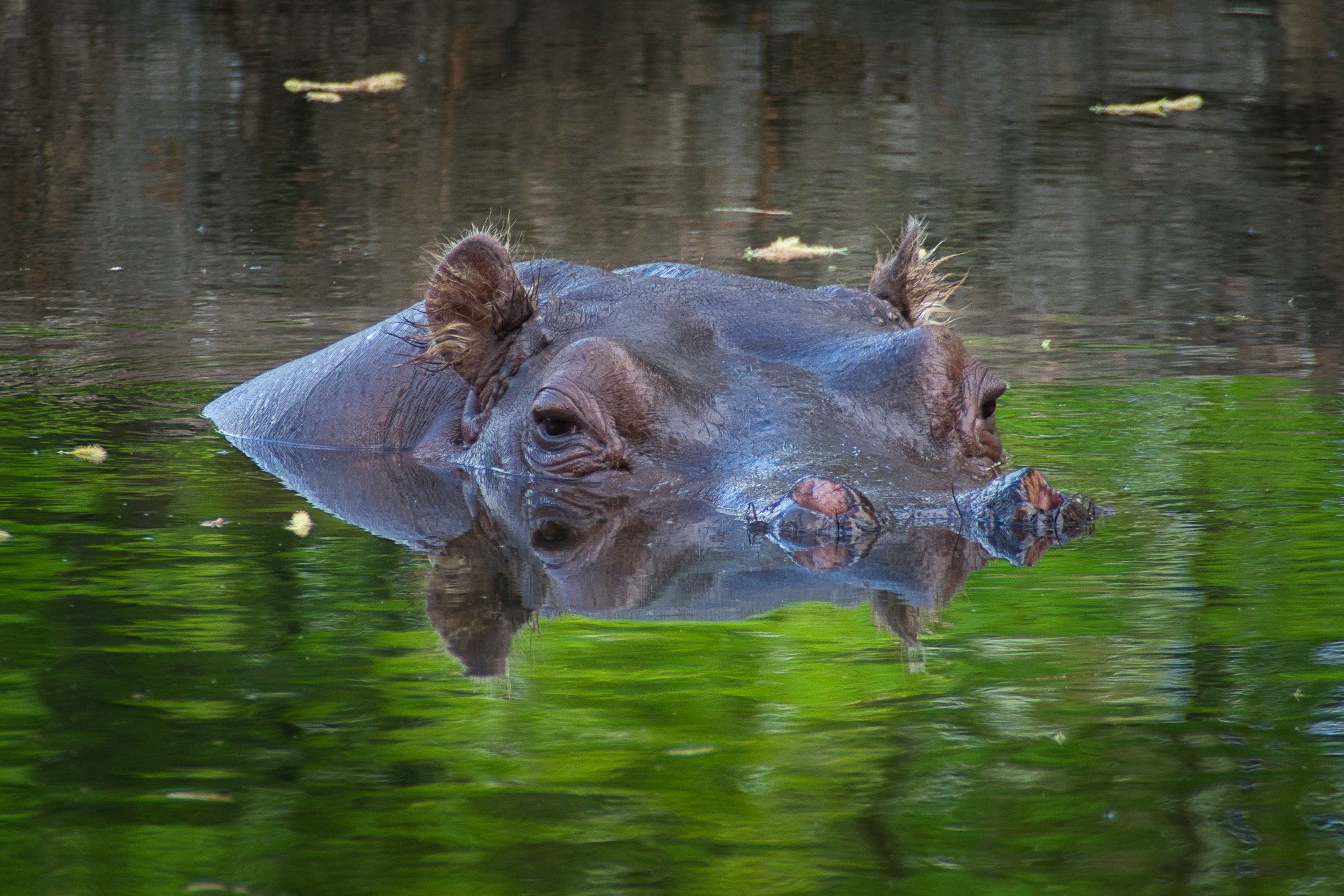 Photo of a Hippopotamus in Water · Free Stock Photo
