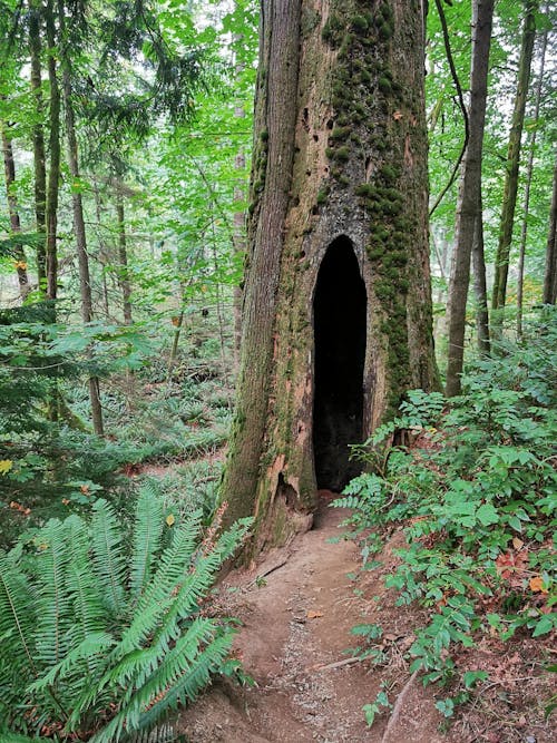 Fotos de stock gratuitas de árbol, bosque, caminar