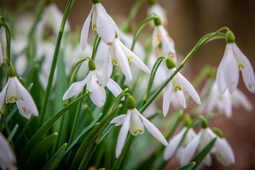 Close-up of a Bunch of Snowdrops