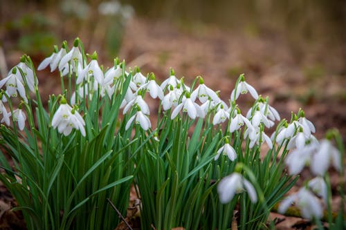 Close-up of Snowdrops Growing in a Forest