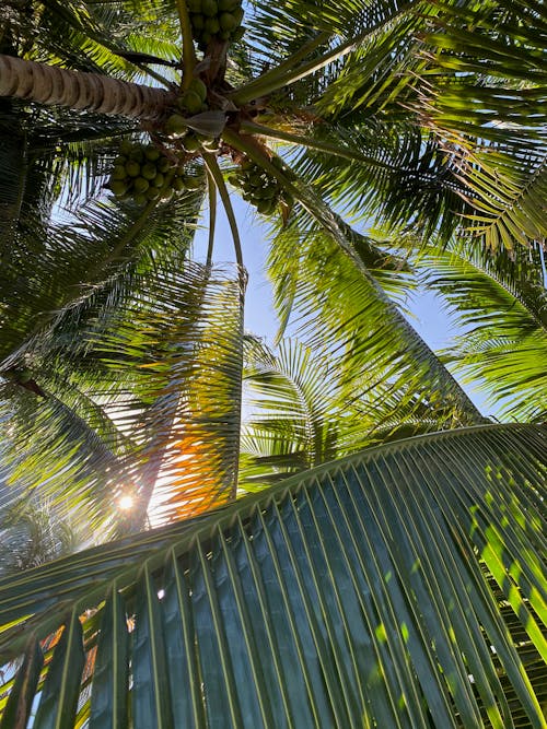 Kostnadsfri bild av blå himmel, exotisk, flora