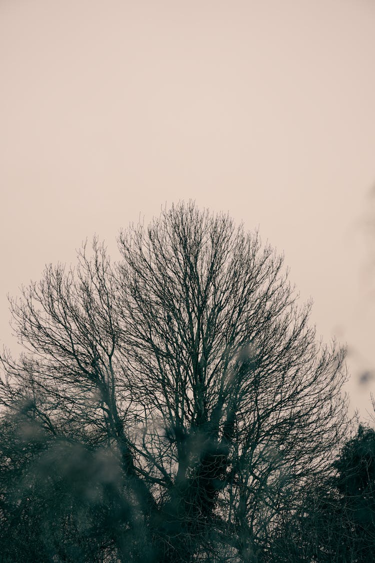 Photo Of A Tree Against The Sky In Winter 