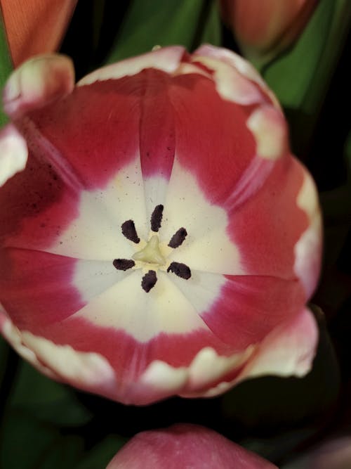 분홍색, 수직 쐈어, 식물군의 무료 스톡 사진
