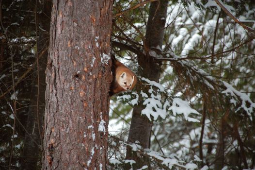 A red panda climbing a tree in a snowy forest, showcasing its natural habitat and playful behavior.