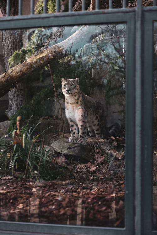 Foto profissional grátis de animais selvagens, animal, gato