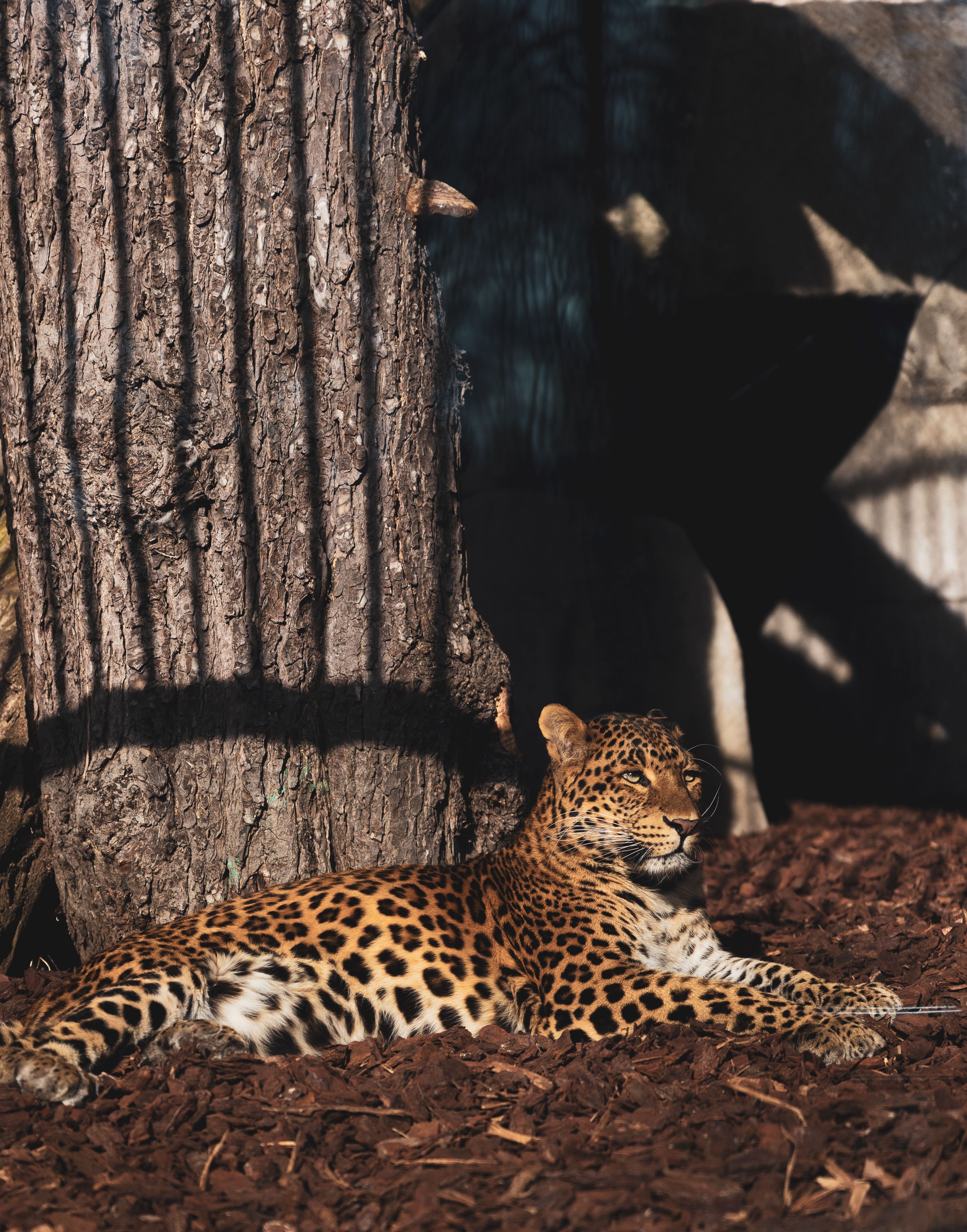 A leopard lies relaxed on the ground against a tree, enjoying the sunlight in a natural setting.
