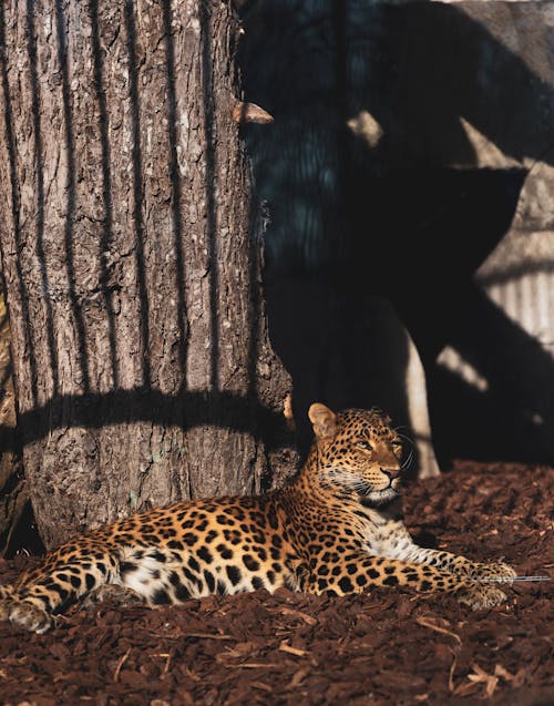 Cheetah Lying Down on Sunlit Ground