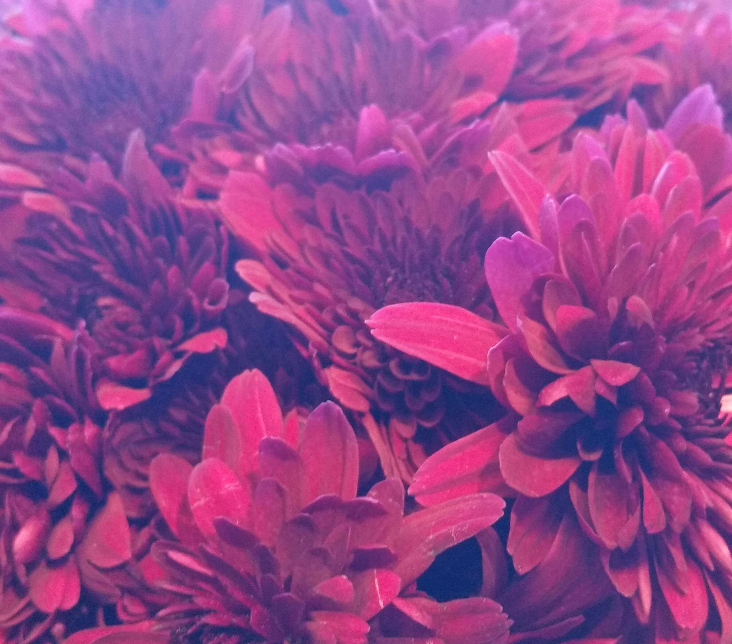 Free Stock Photo Of Bunga Merah Karangan Bunga Seikat Bunga