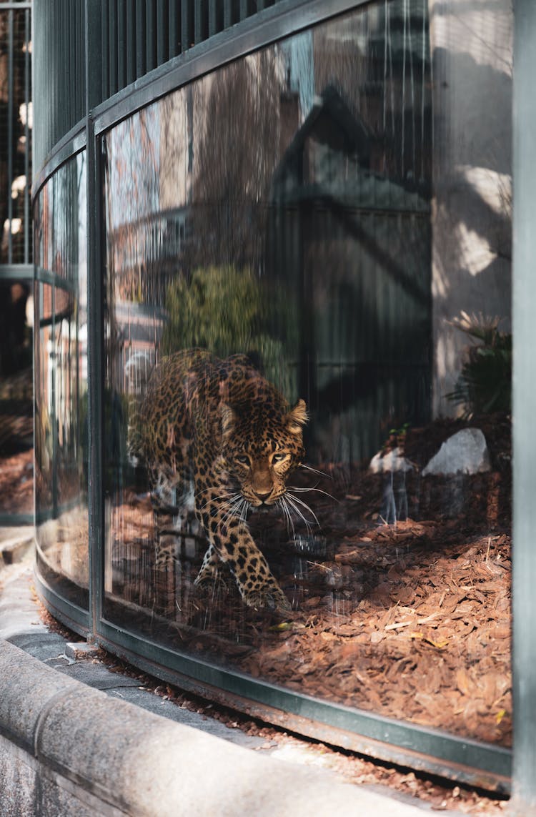 Cheetah In Zoo