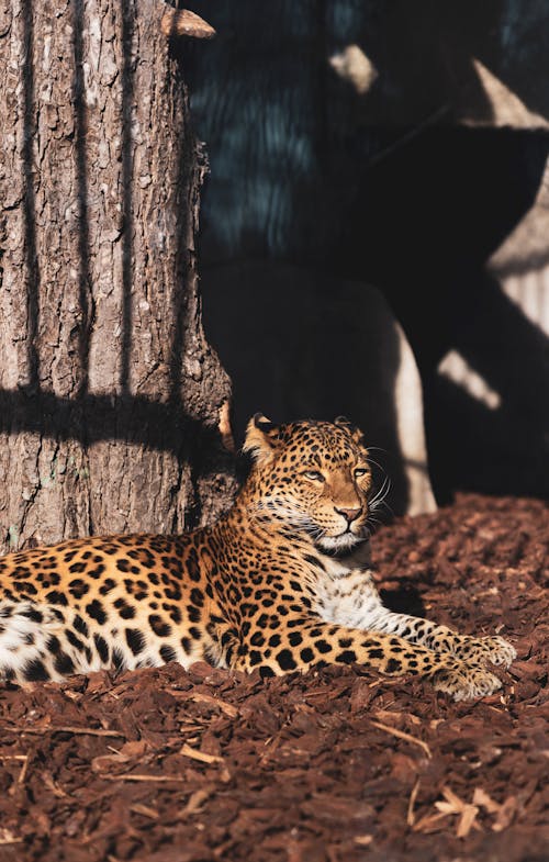 Безкоштовне стокове фото на тему «амурський леопард, вертикальні постріл, дика природа» стокове фото