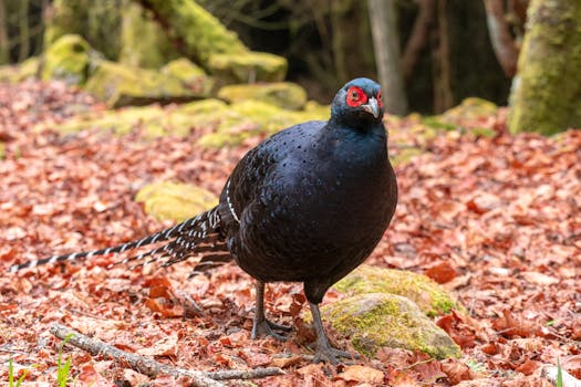A stunning black pheasant with vibrant red eyes stands amidst fallen autumn leaves in a forest.